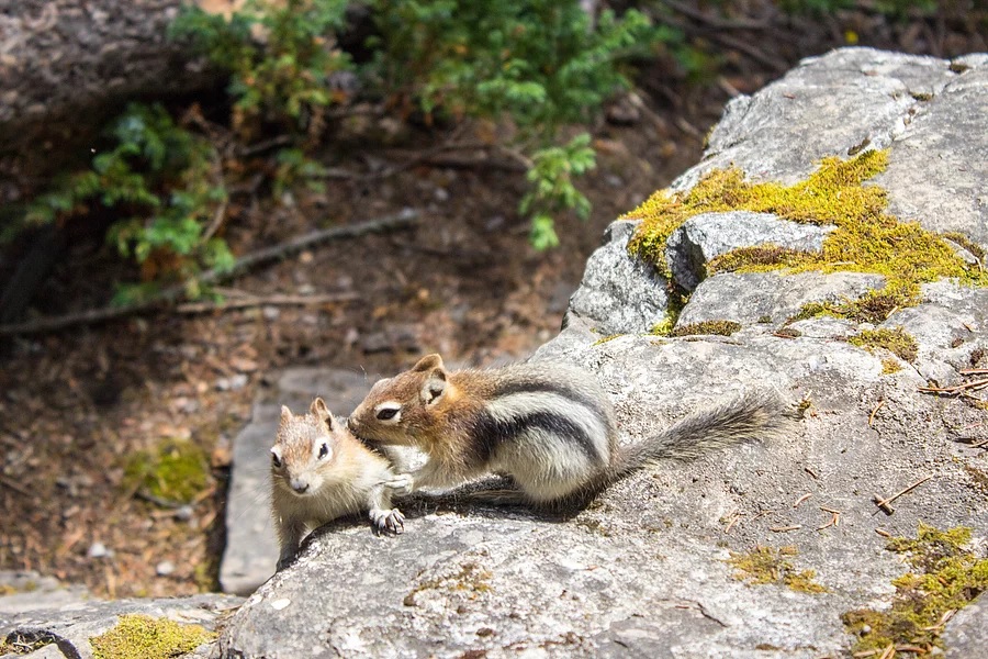 Johnston Canyon – The Beautiful Banff National Park