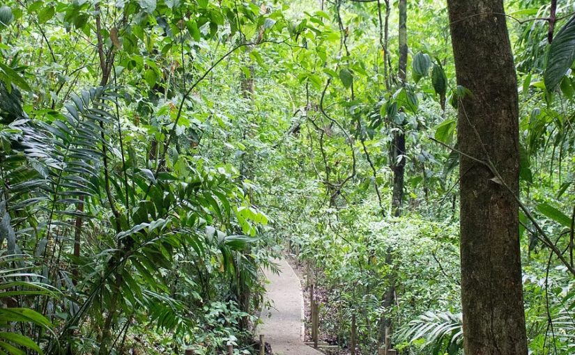 Hiking Through Manuel Antonio National Park in Costa Rica  