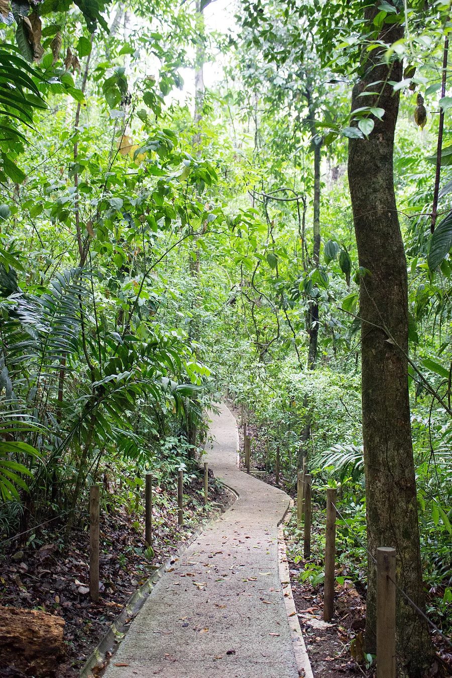 Hiking Through Manuel Antonio National Park in Costa Rica  