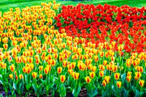 Keukenhof-Garden-Netherlands