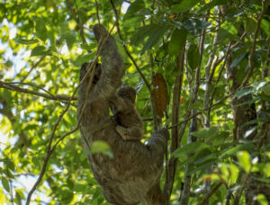 Manuel-Antonio-Sloth