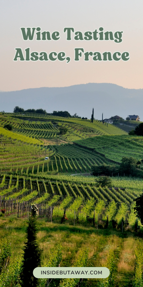 view of the best vineyards in alsace france