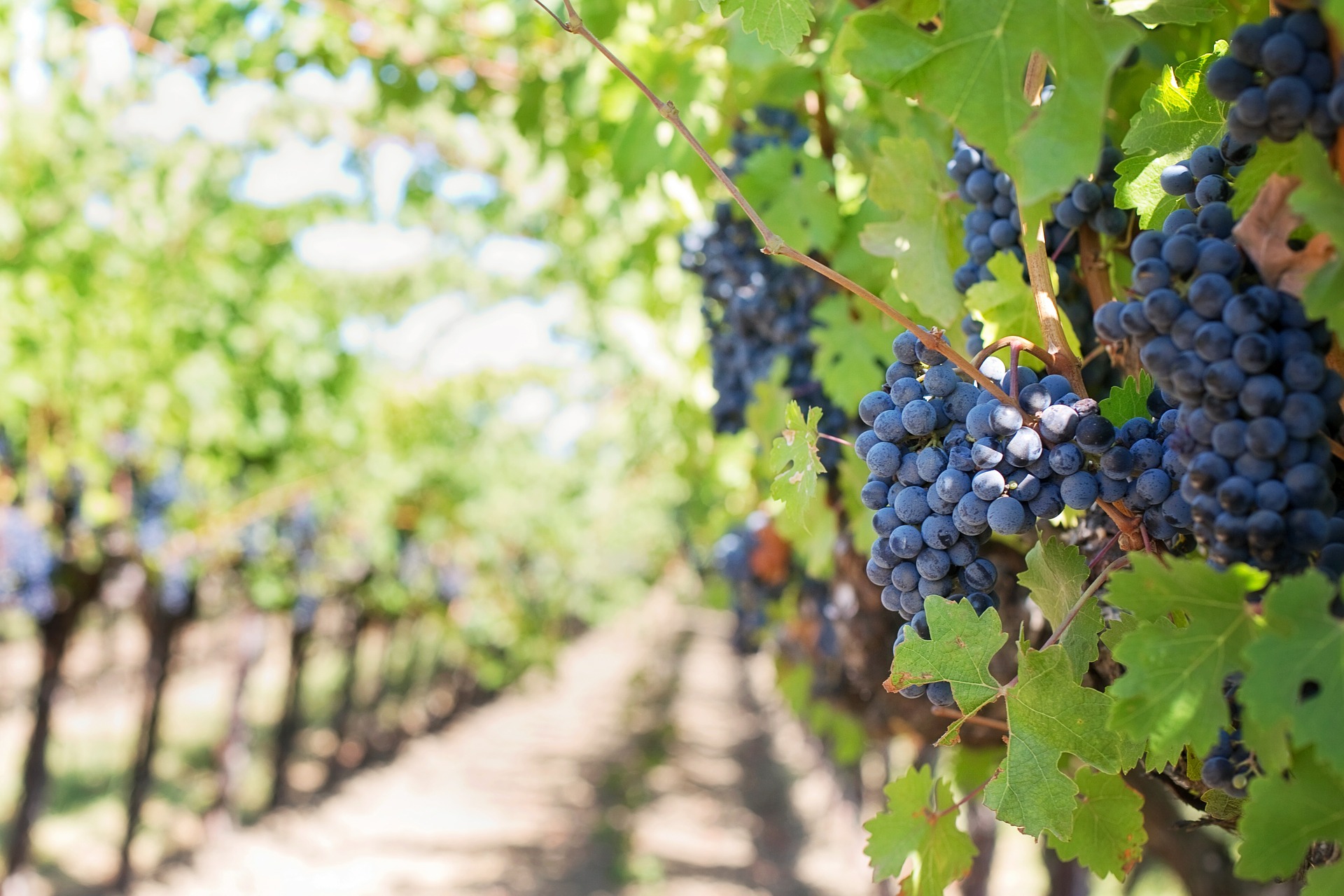 Alsace-France-Wine-Tour