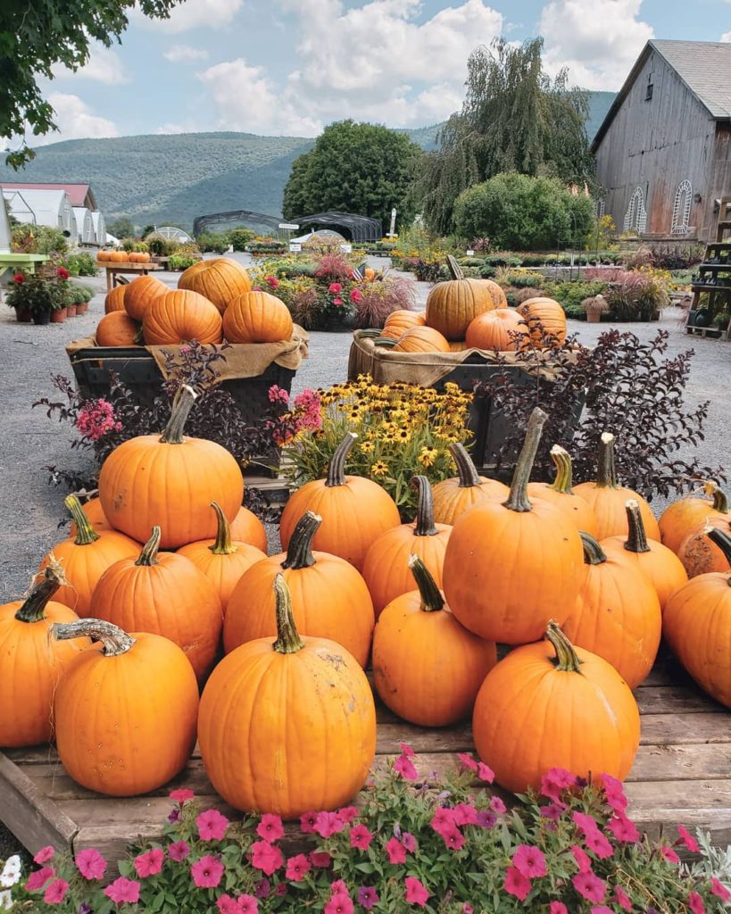 Fall-in-Manchester-Vermont-pumpkin-patch