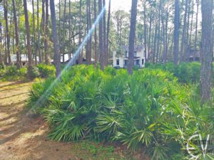Farms-in-Florida