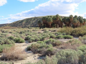 Hiking_Trail_Thousand_Palms_Oasis