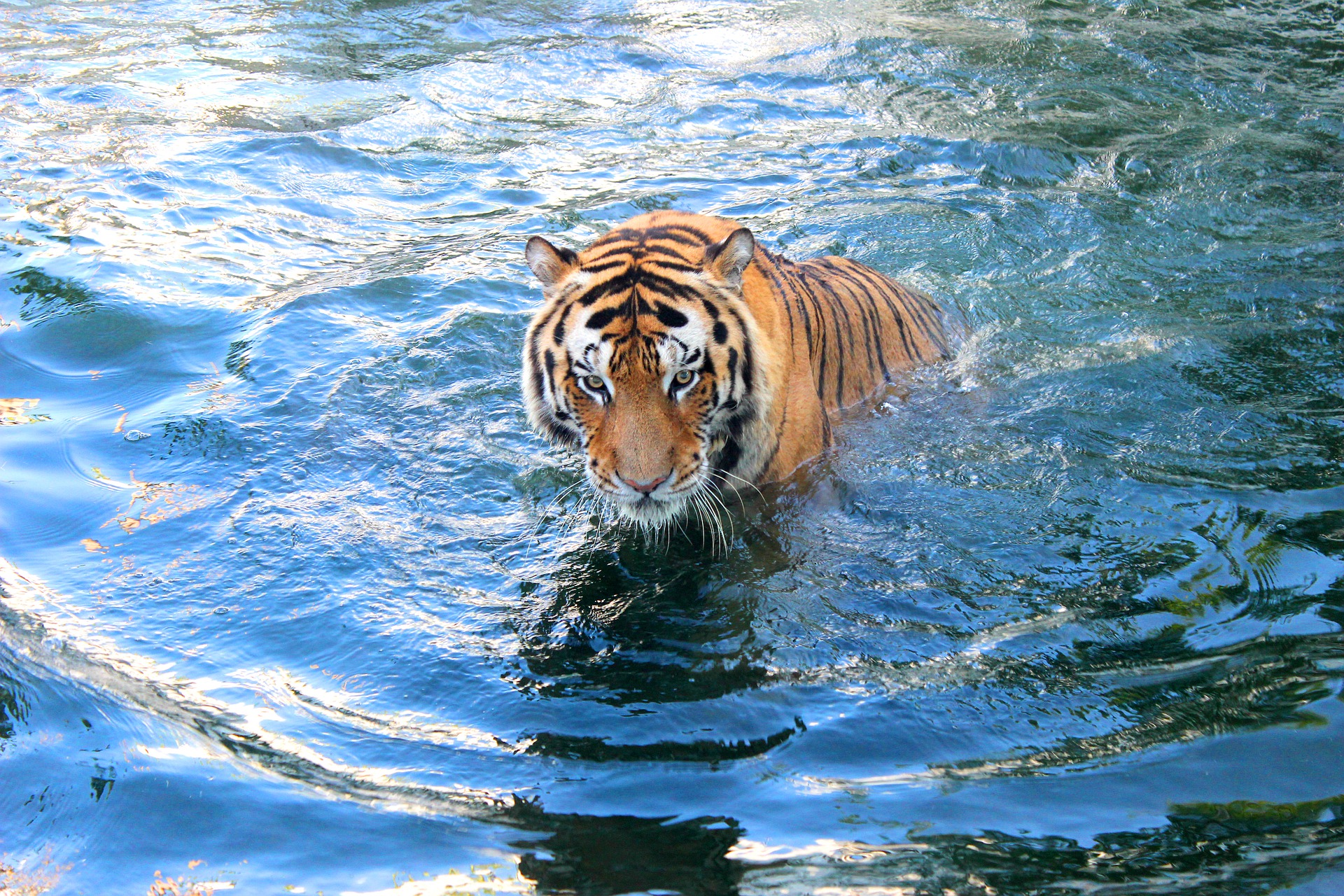 tiger-in-indonesia
